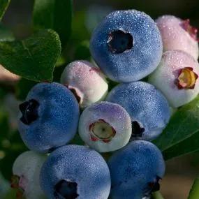 Chandler Blueberry Plants (Vaccinium corymbosum Chandler) 2